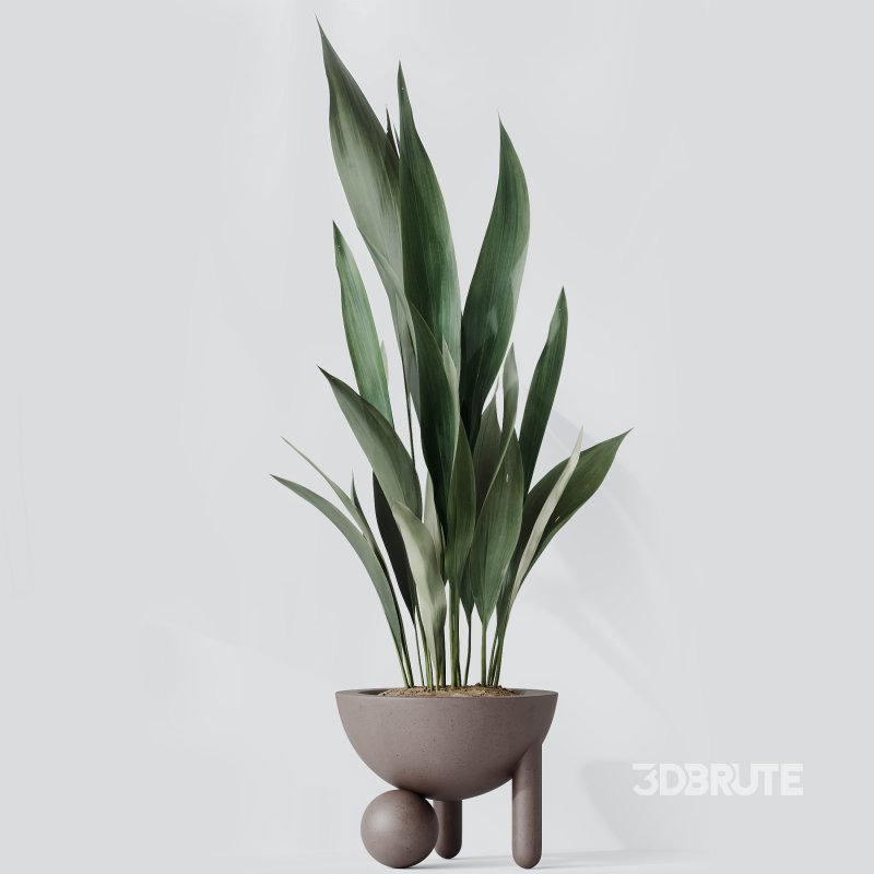 AV Indoor Plants Set 334 Aspidistra Elatior and Rubber Ficus Elastica and Ficus microcarpa Moclame Image 5