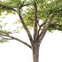 Sycamore Platanus Tree 01 - Thumbnail 2
