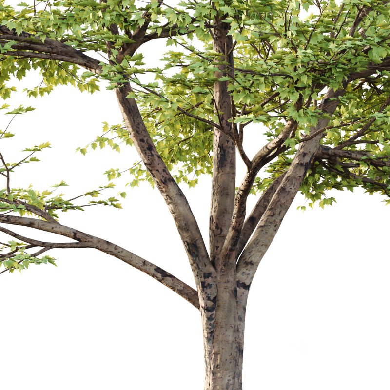 Sycamore Platanus Tree 01 Image 2