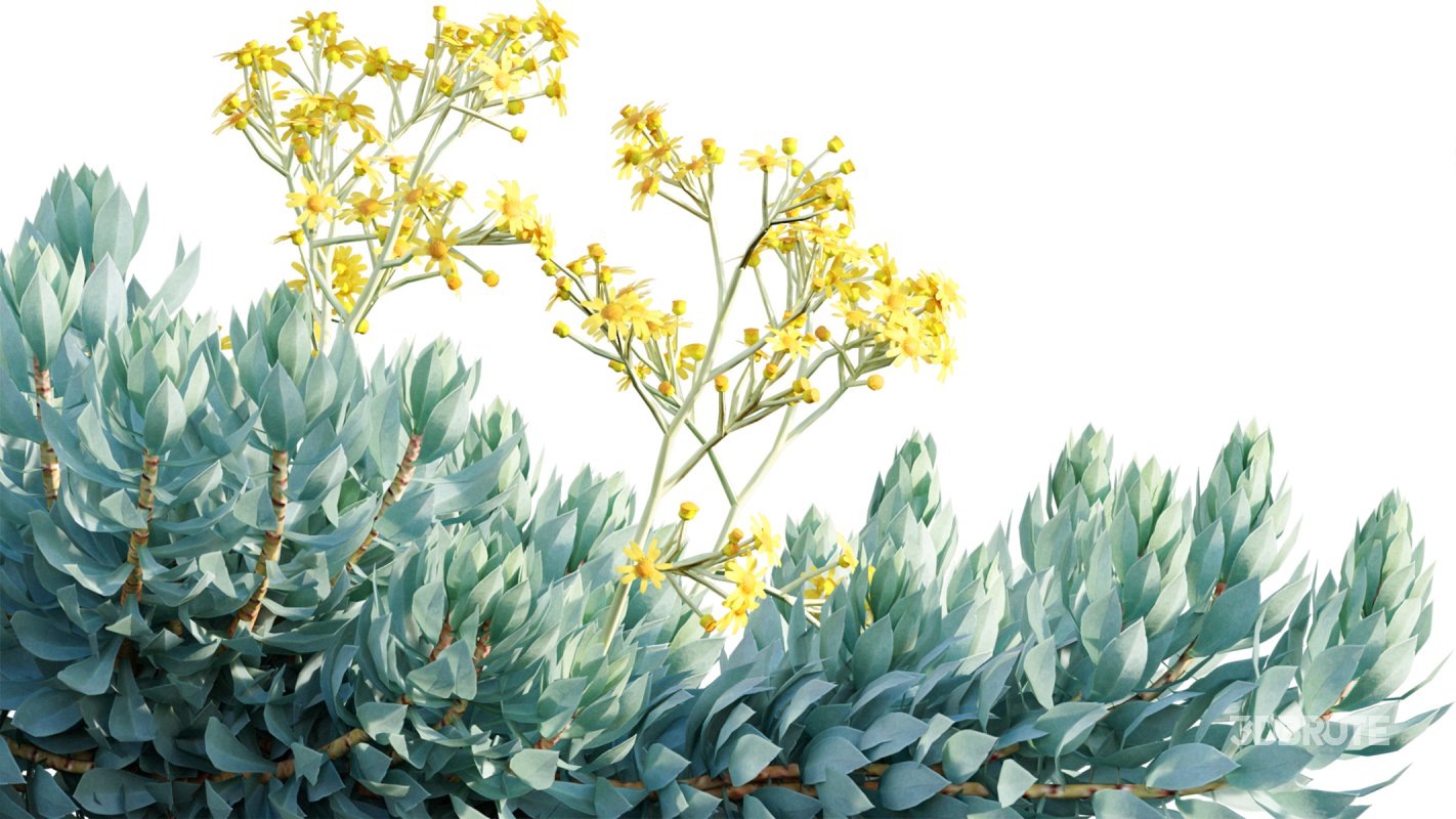 Collection 11 – Ground cover – Vines and Creepers Image 40