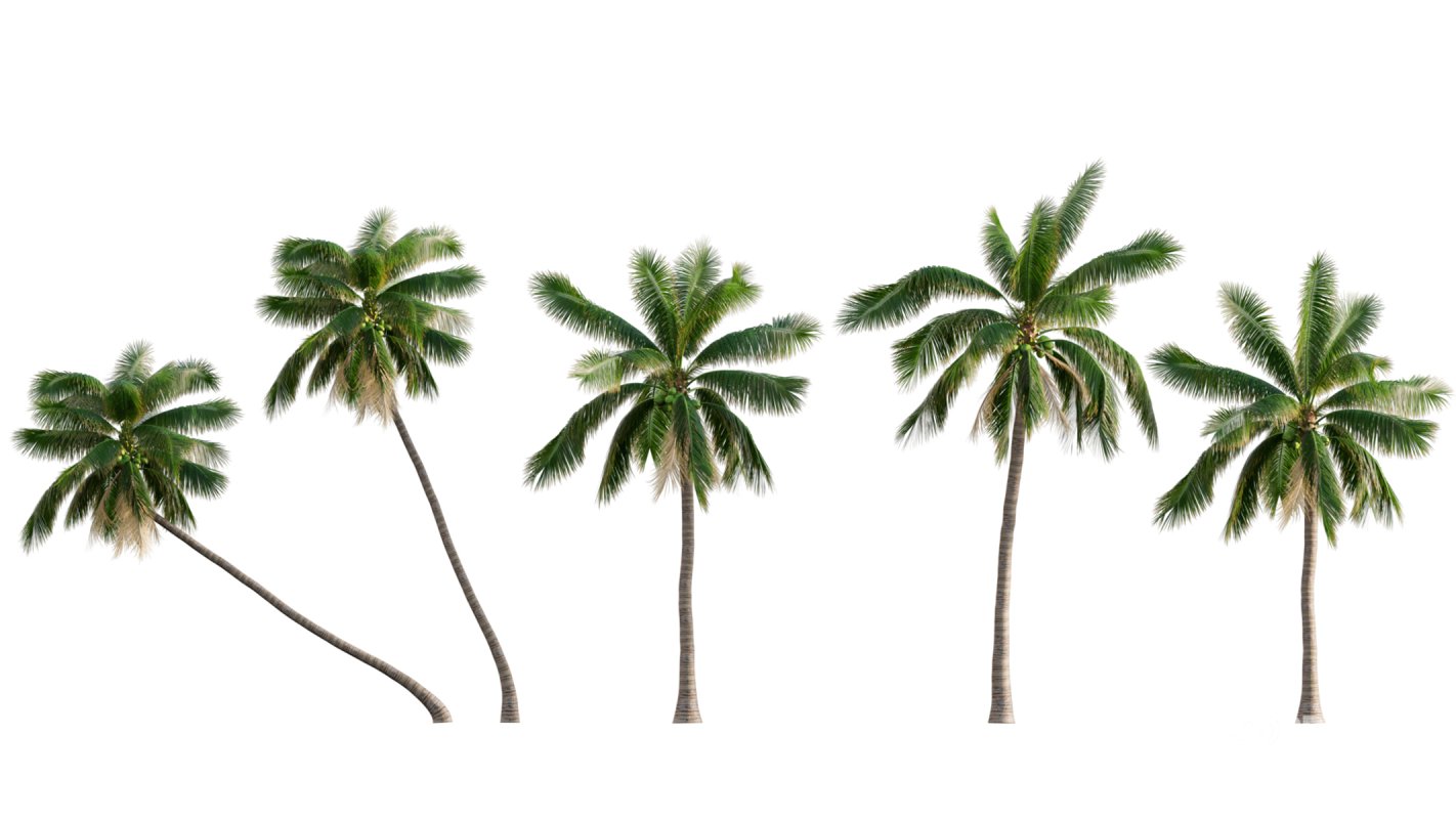 Collection 04 – Tropical Garden Image 5