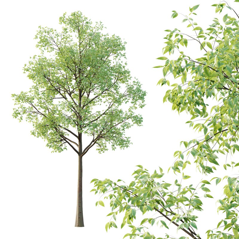 Celtis australis Tree 03 Image 3