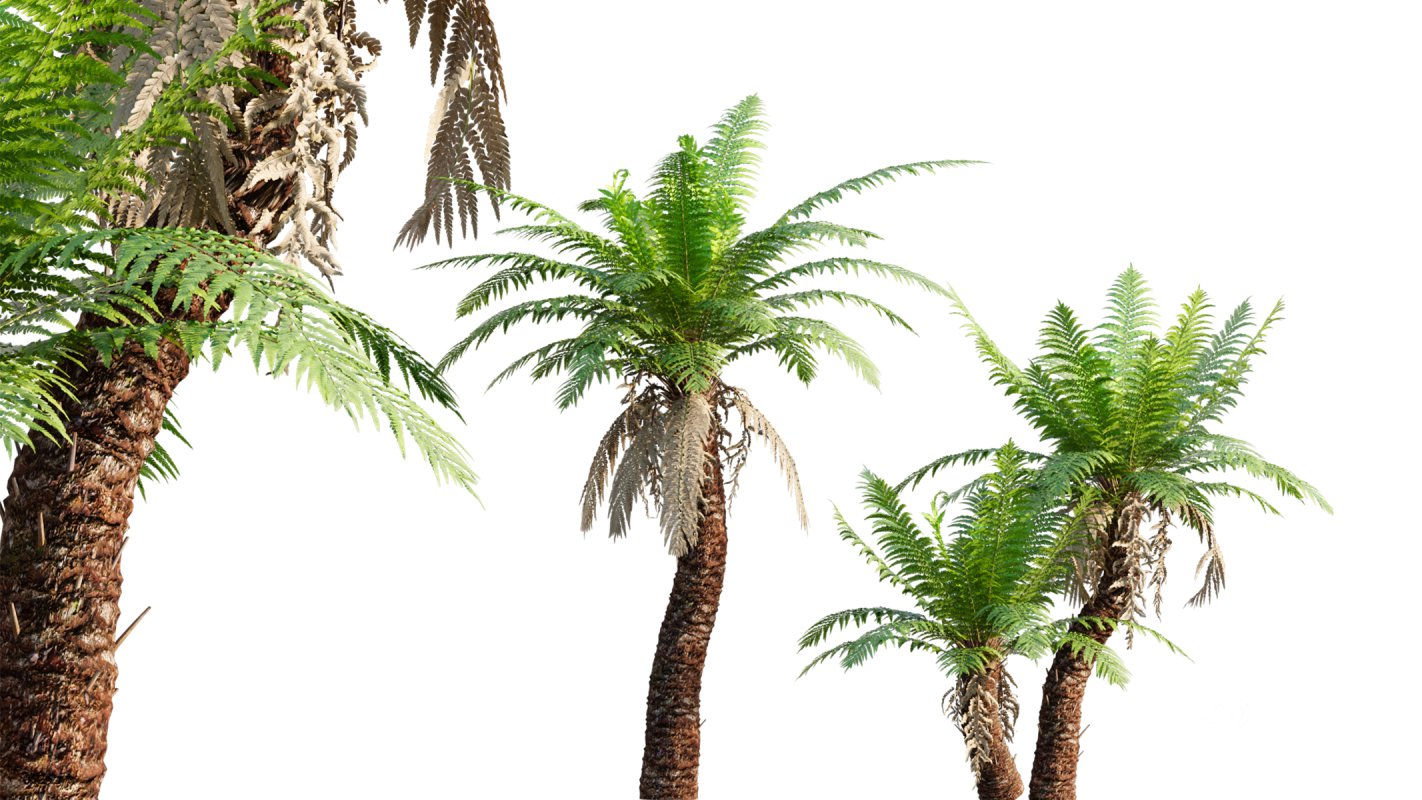 Collection 09 – Fern Garden Image 24