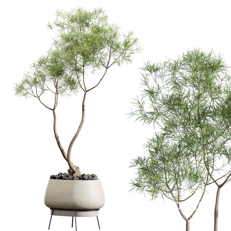 AV Indoor Plants Set 324 Japandi Decorative Minimalism Ficus Dracaena Marginata Image 5