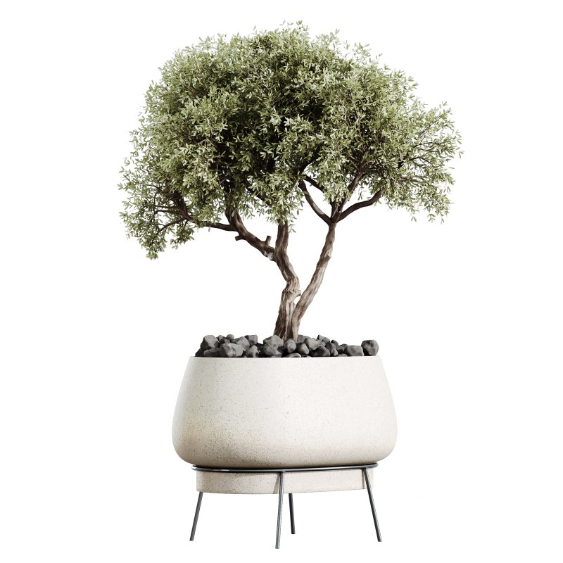 AV Indoor Plants Set 363 Yucca Palm and Banana Nicolai and Arbequina Olive Image 1