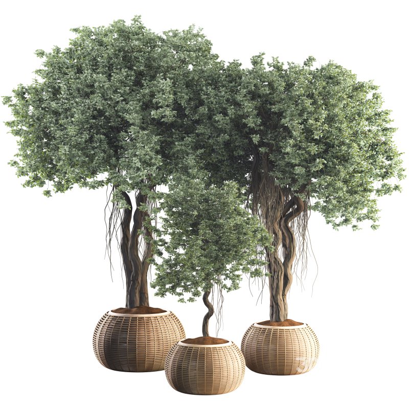 Indoor Tree in Pot Collection Image 1