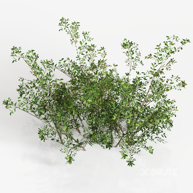 Green shrub natural pack Image 3