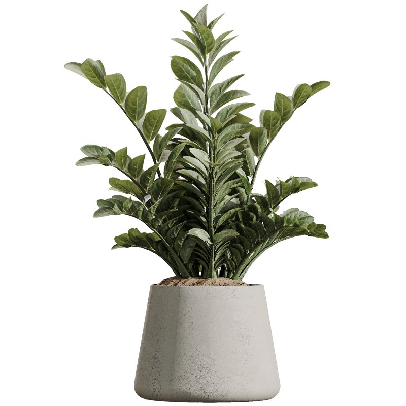 AV Indoor Plants Set 367 Japandi Decorative and Zamiifolia and Calathea Lutea and Dracaena Warneckii Image 5