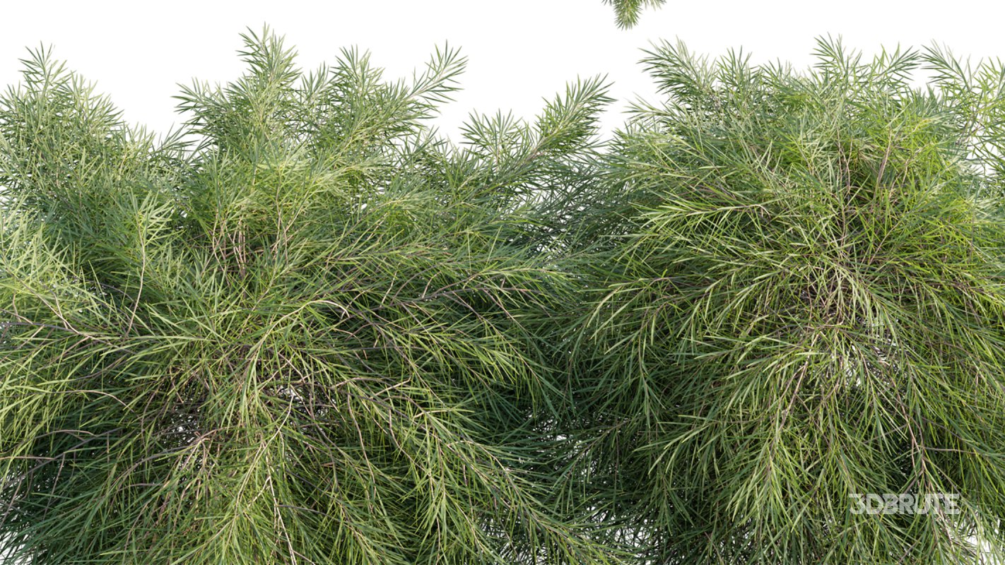 Collection 11 – Ground cover – Vines and Creepers Image 9