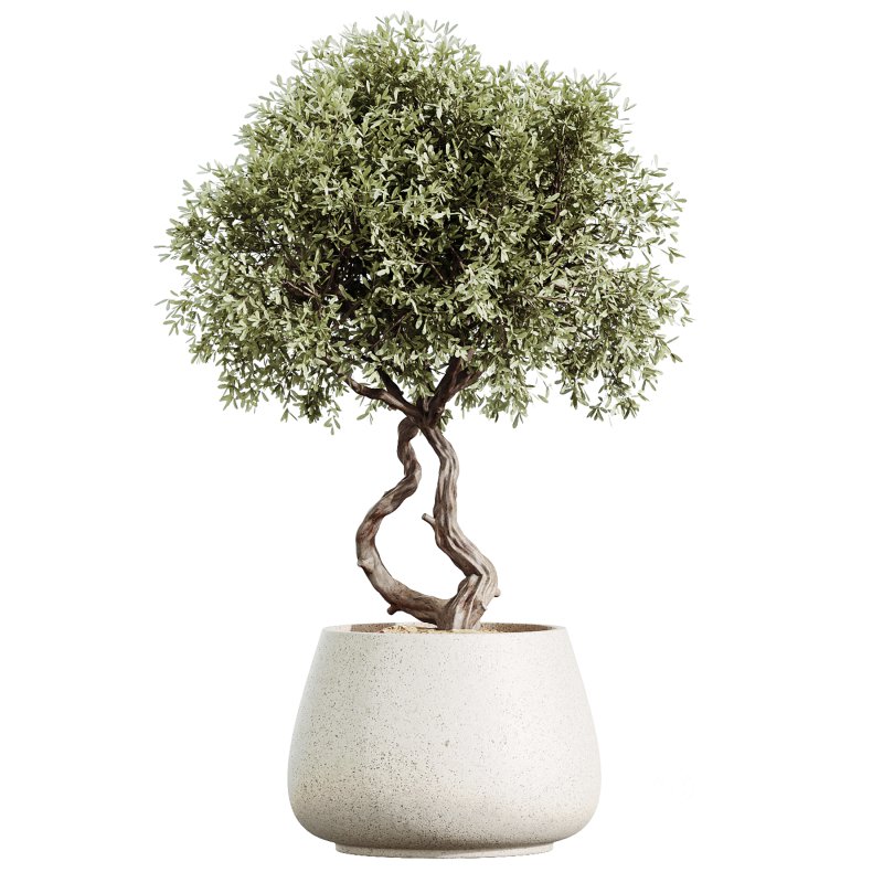 AV Indoor Plants Set 363 Yucca Palm and Banana Nicolai and Arbequina Olive Image 4