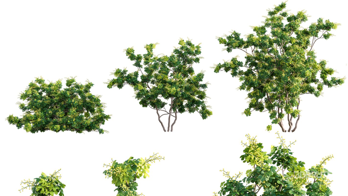 Collection 07 – Central America Garden Image 39