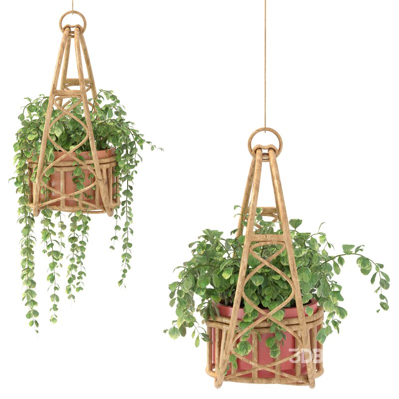 Boho Hanging Plants 05 Image 2