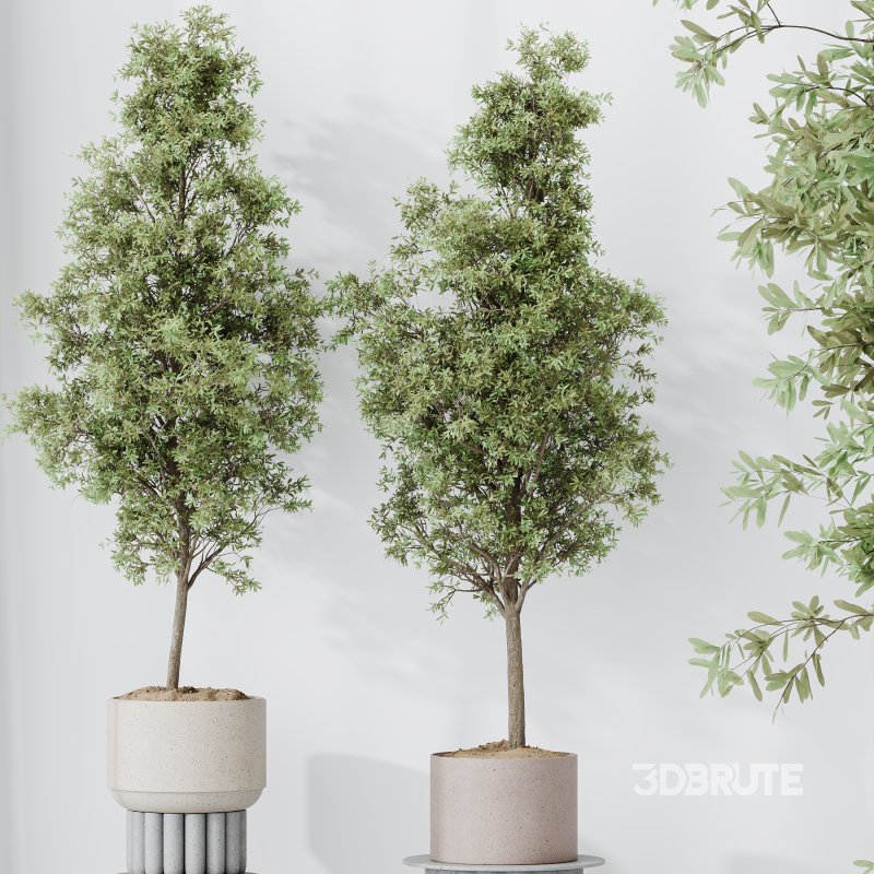 AV Indoor Plants Set 332 Swiss Cheese and Mission Olive and nucifera Coconut Palm Image 6