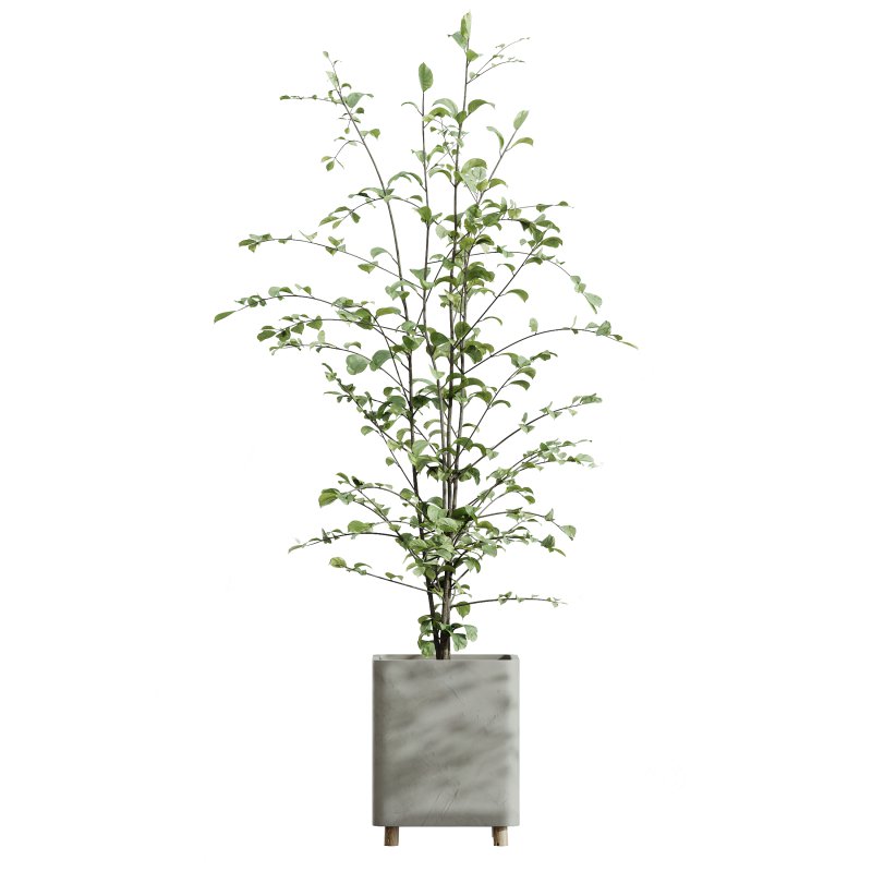 AV Indoor Plants Set 325 Alnus Glutinosa Alder and Mission Olive and Banana Nicolai Image 4