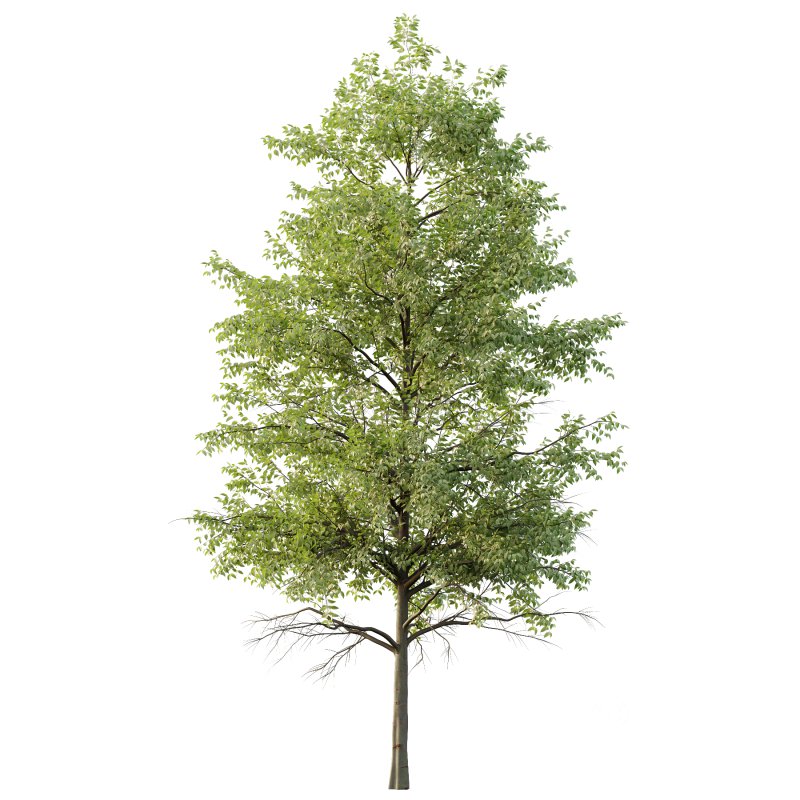 Celtis australis Tree 09 Image 2