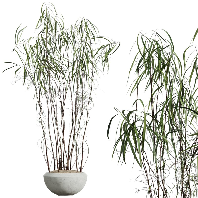 AV Indoor Plants Set 345 Ficus Dracaena Marginata and Alnus Alder Betulaceae Image 2