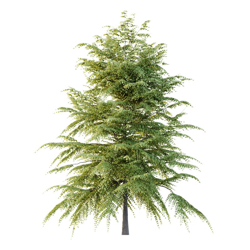 Different Trees 46 Image 4