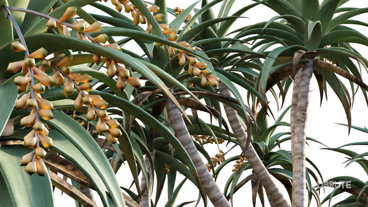 Collection 12 – Desert Garden Image 16