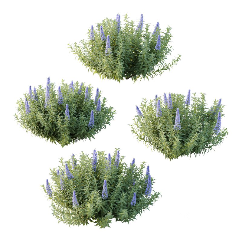 Echium candicans Pride of Madeira Bush 02 Image 4