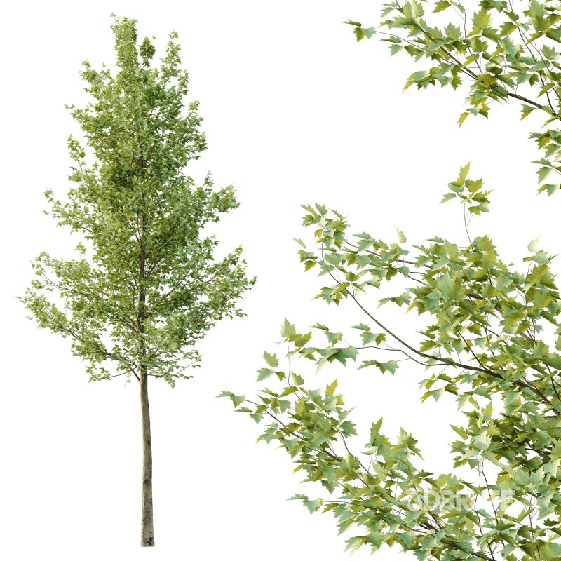 Sycamore Platanus Tree 05 Image 4