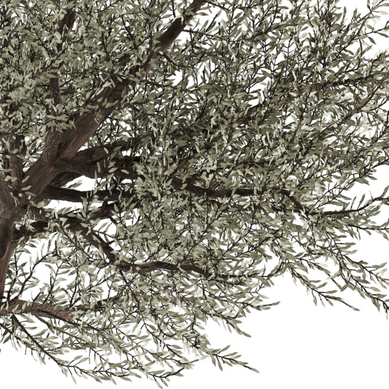 Bohemian Olive Tree Garden Image 2