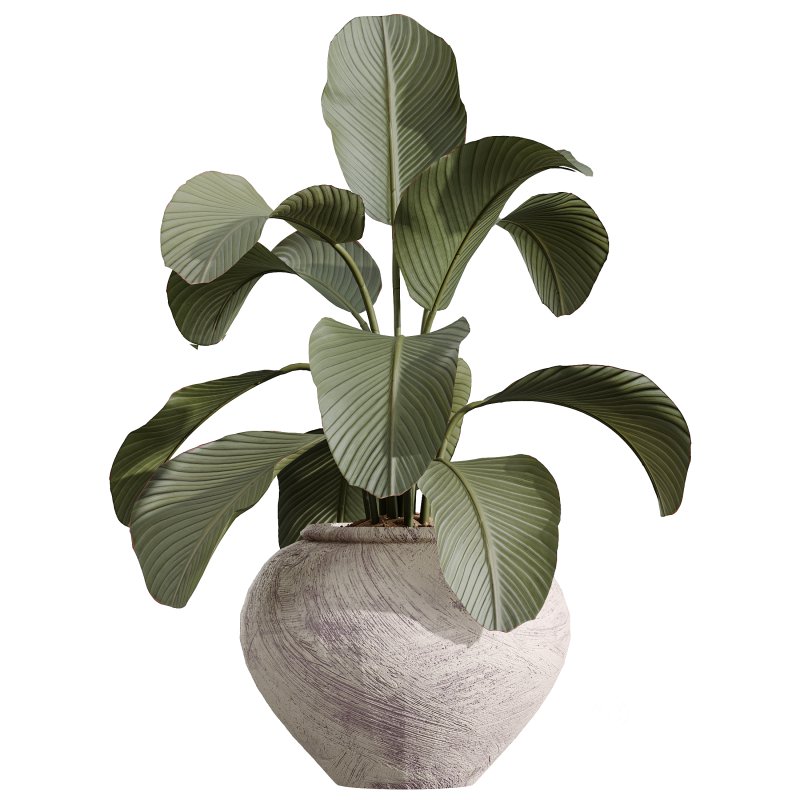 AV Indoor Plants Set 359 Dracaena Warneckii and Olive Tree and Lutea Cuban Cigar and Ficus Marginata Image 3