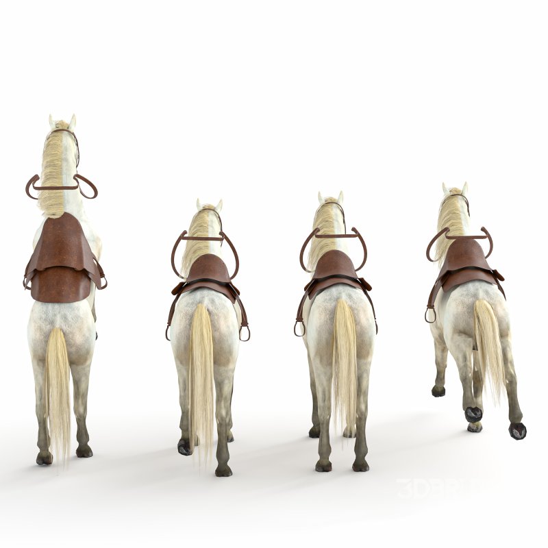 Horse in 04 Poses Image 1
