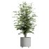 AV Indoor Plants Set 331 Ficus Dracaena Marginata and Alnus Glutinosa Alder and Aloe Vera - Thumbnail 3