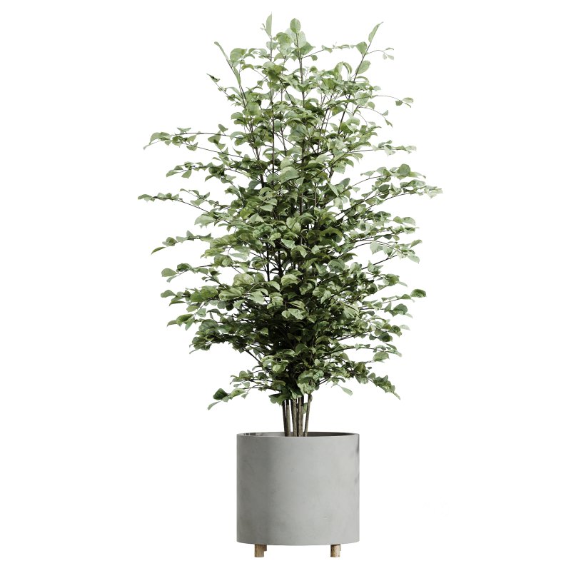 AV Indoor Plants Set 331 Ficus Dracaena Marginata and Alnus Glutinosa Alder and Aloe Vera Image 3