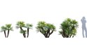 Collection 10 – Palm garden - Thumbnail 10