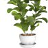 Bonsai Jungle Ficus Fiddle Leaf Fig 444 - Thumbnail 5