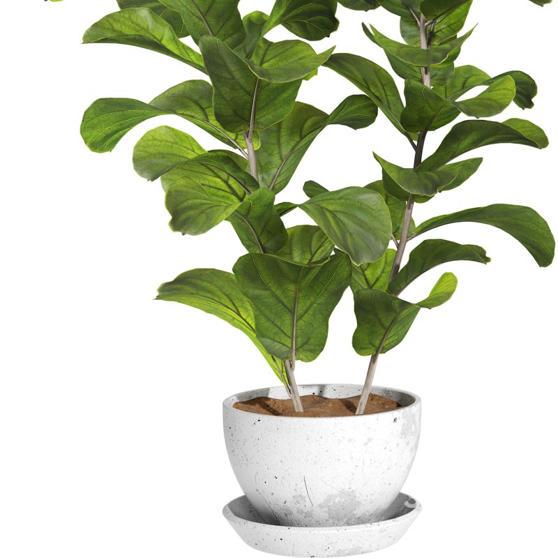 Bonsai Jungle Ficus Fiddle Leaf Fig 444 Image 5
