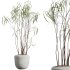 AV Indoor Plants Set 312 Japandi Decorative Minimalism Ficus Dracaena Marginata - Thumbnail 2