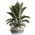 AV Indoor Plants Set 336 Olive and Areca Palm and Banana Nicolai and Ficus Fig - Thumbnail 4