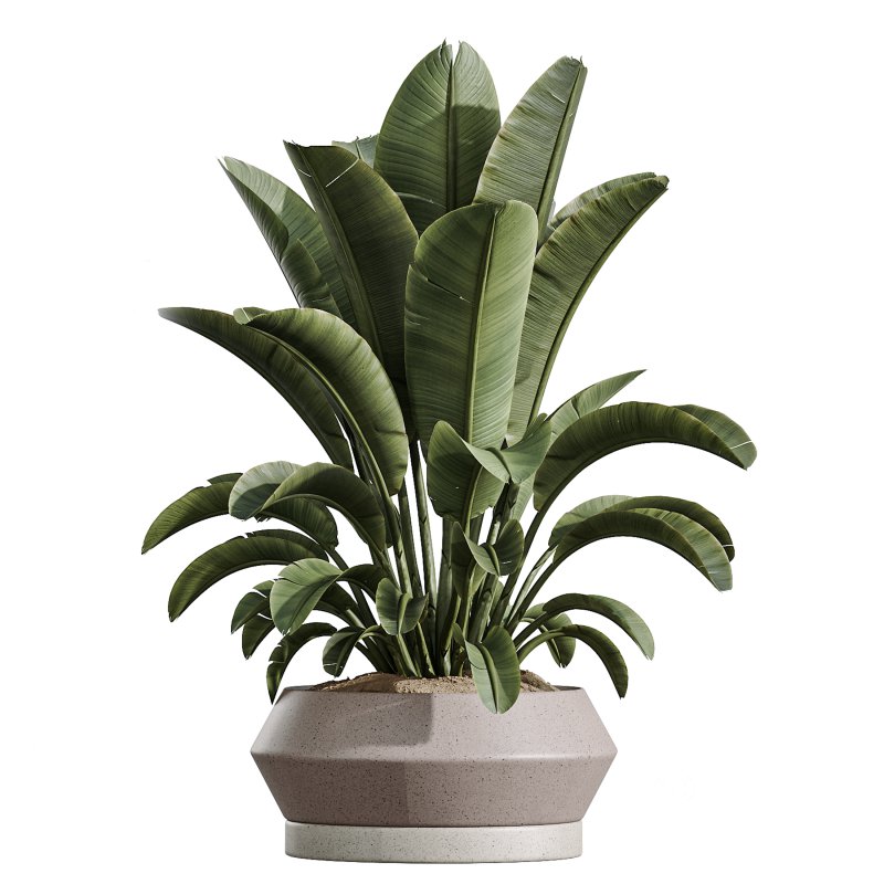 AV Indoor Plants Set 336 Olive and Areca Palm and Banana Nicolai and Ficus Fig Image 4