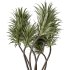 AV Indoor Plants Set 353 Spineless Yucca and Mission olive and Ravenala Banana - Thumbnail 3