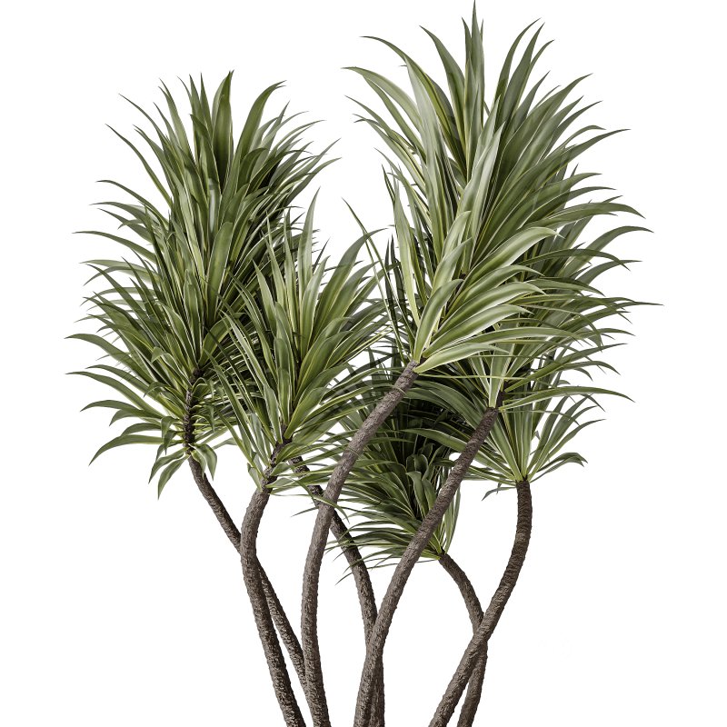 AV Indoor Plants Set 353 Spineless Yucca and Mission olive and Ravenala Banana Image 3
