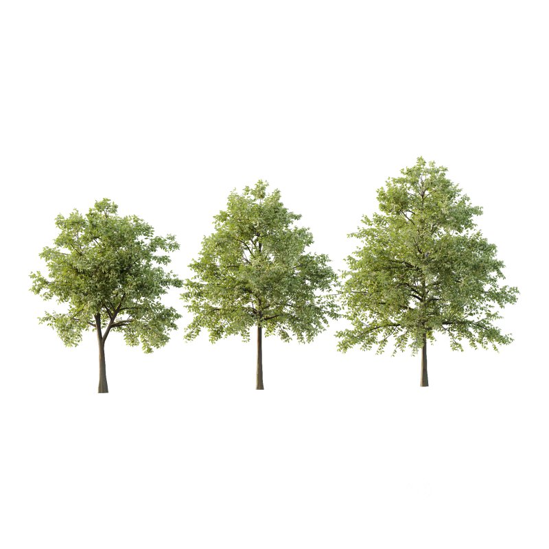 Celtis australis Tree 07 Image 1