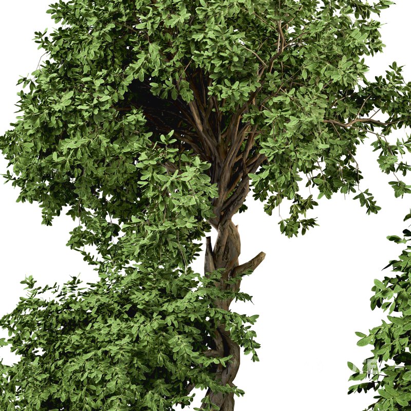 HousePlants Set Image 5