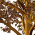 Celtis australis Tree 03 - Thumbnail 4
