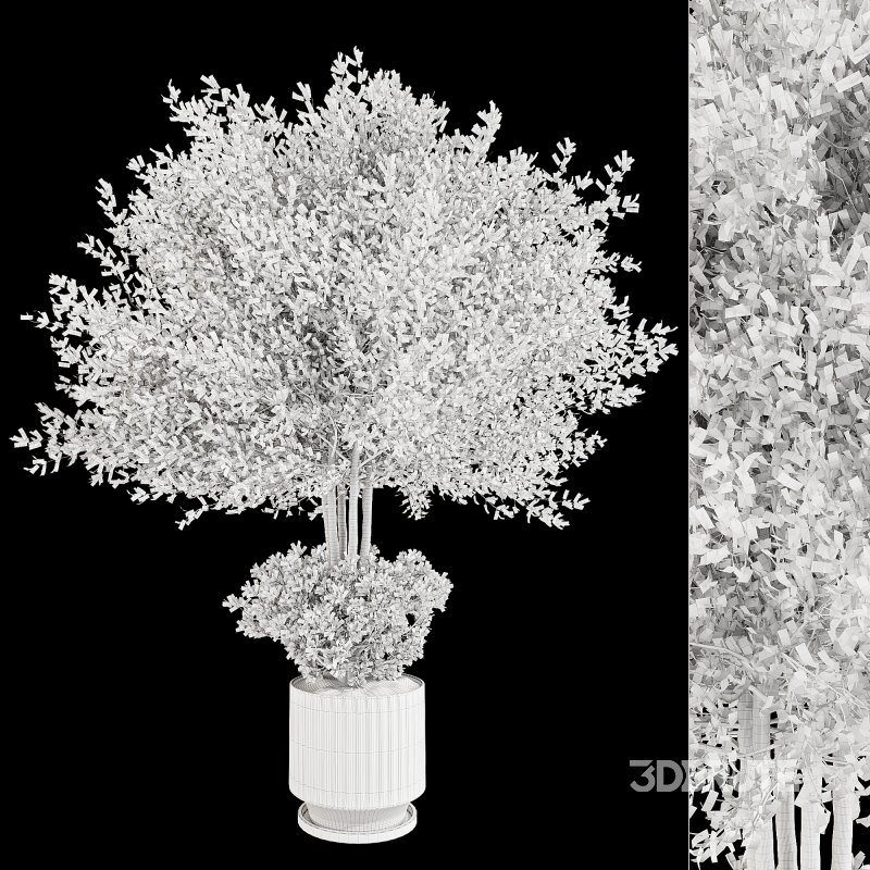 Indoor Plant in Pottery Pot Image 6