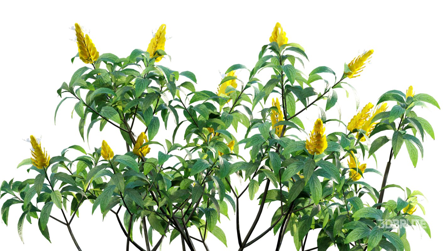 Collection 07 – Central America Garden Image 28