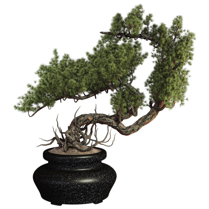 Bonsai Image 1