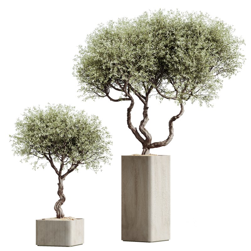 AV Indoor Plants Set 327 Mission Olive and Yucca Aloifolia Rostrata Palm and Lutea Cuban Cigar Image 1