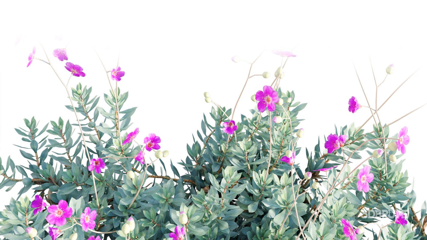 Collection 11 – Ground cover – Vines and Creepers Image 19