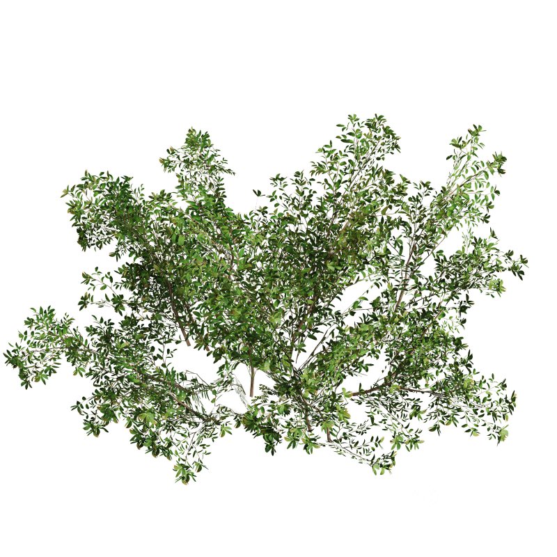 Green shrub natural pack Image 6