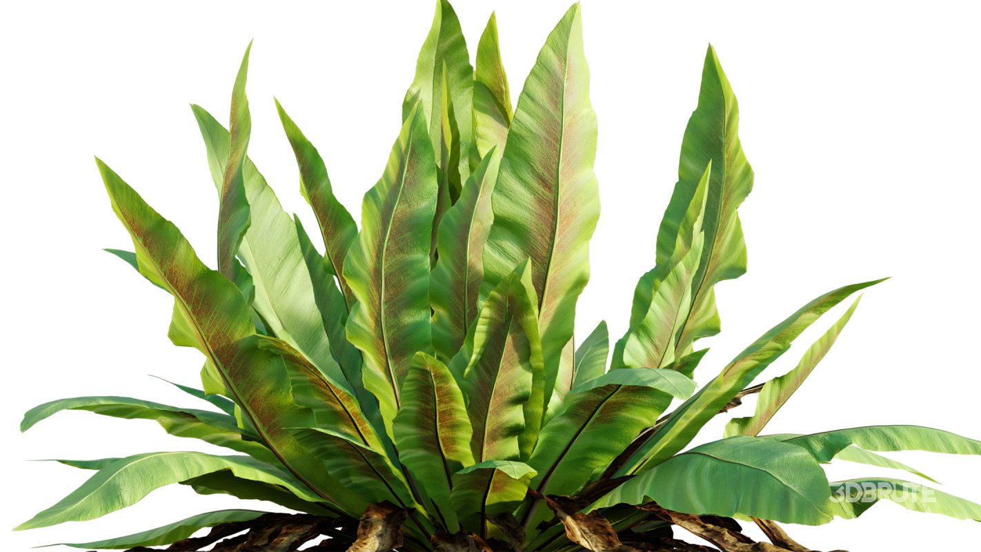 Collection 09 – Fern Garden Image 11