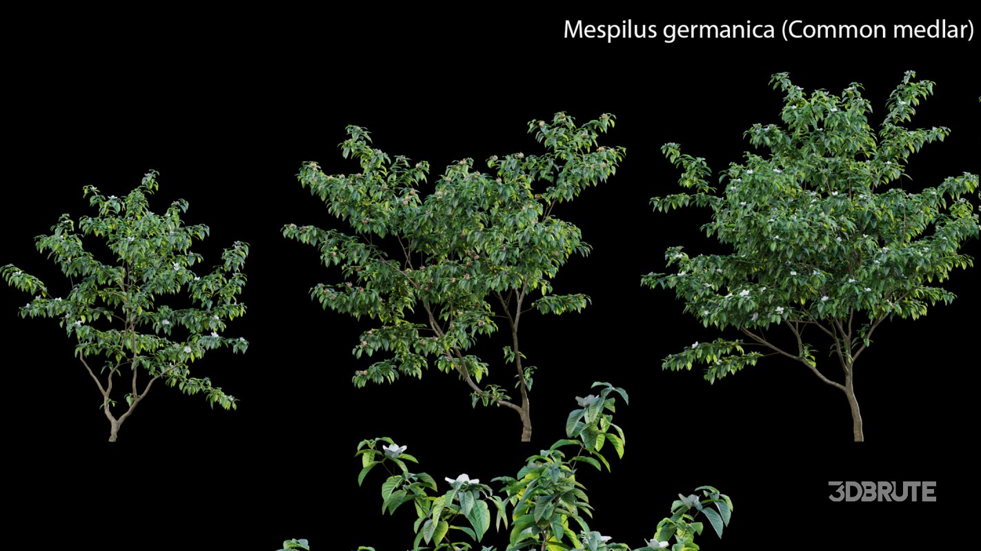 Collection 14 – English Garden Image 33