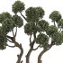 Topiary Pine Tree Set - Thumbnail 3