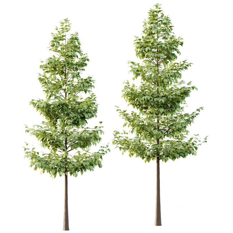 Tilia platyphyllos Tree 05 Image 1